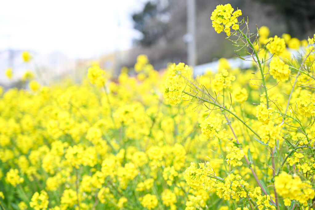 兵庫県佐用郡佐用町の菜の花の写真